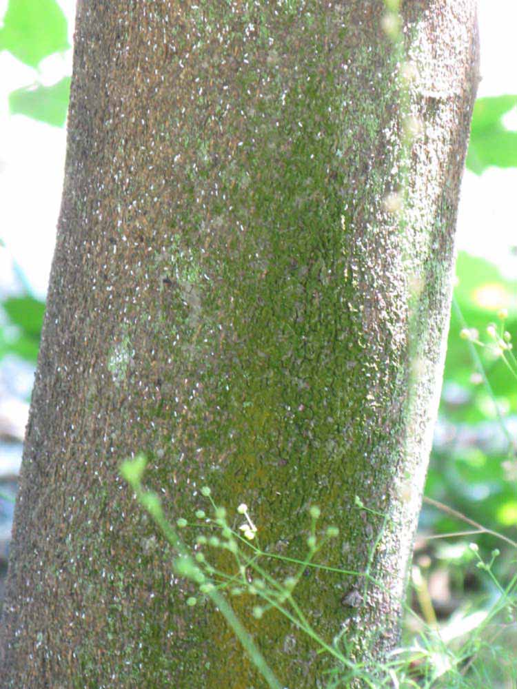              Bark (Winter Haven, FL)       